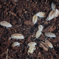 Dwarf White Isopods (Trichorhina tomentosa)